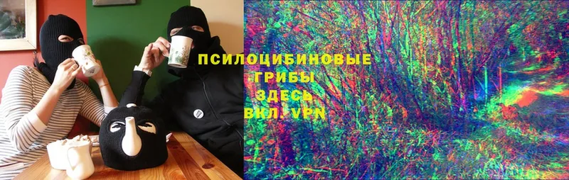 где купить   мега как зайти  Галлюциногенные грибы MAGIC MUSHROOMS  Ветлуга 